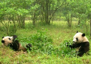 pandas_two_pandas_china_sichuan_panda_research_eating_bamboo-1410990